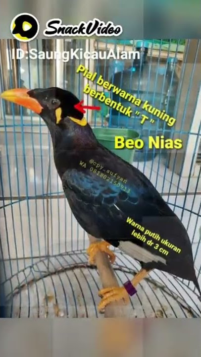 Perbedaan Beo Nias x Beo Biasa