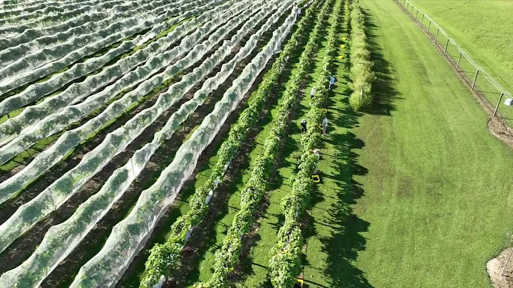2022 Harvest at Gauthier Vineyard