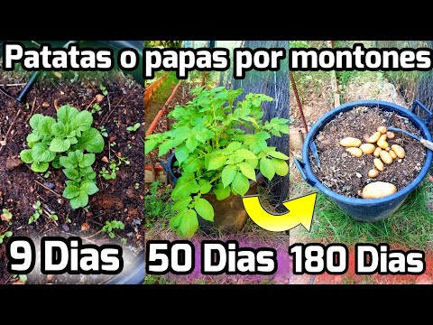 Video: ¡La Cosecha De Patatas En Junio Es Real