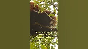 Discovering Three Fascinating Facts About Red Pandas