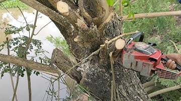 Cưa cây còng to ở kênh T6 . Cưa cây kỹ thuật cao