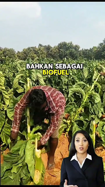 The uses of tobacco leaves other than for cigarettes are this #agriculture #tobacco #leaves #shorts