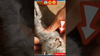 Omg! Trying To Save Life Of 6 Days Old Poor Newborn Kitten🥺 C