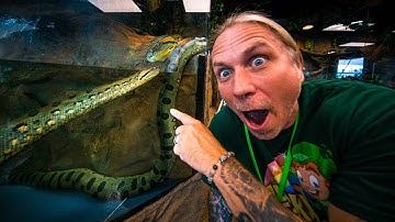 MY TWO ANACONDAS ARE TOGETHER FINALLY!! HOW WILL THEY LIKE EACH OTHER?? | BRIAN BARCZYK