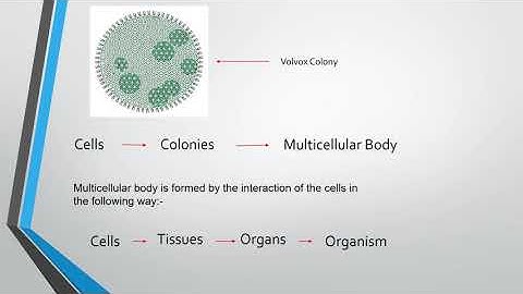 Intra-specific interactions(population Ecology part 2) video