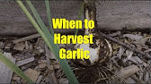 How To Grow Garlic in English | Lahsun At Home Container | Easy Tips