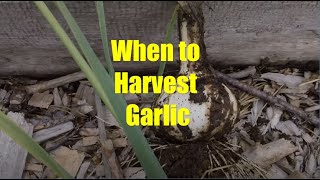In this video greg shows how he determines when to harvest garlic, and
also decide which garlic should be set aside as seed stock. thanks for
watching...