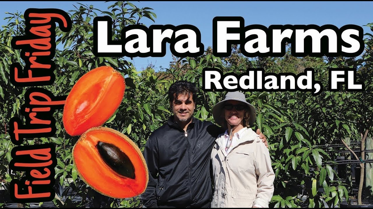 Field Trip Friday Lara Farms in Redland, FL YouTube
