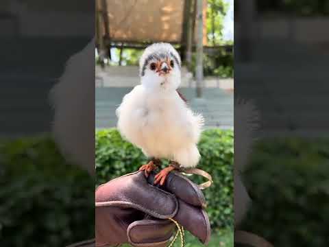 cute bird chirping #pets #birds# #petslove #cats #birdslover