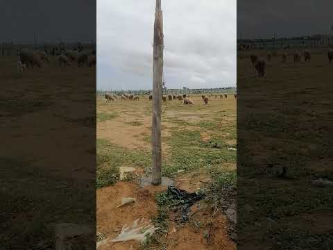 ماذا قال الرسول صلى الله عليه وسلم عن الغنم