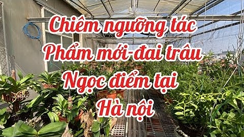 Chiêm ngưỡng vườn lan Đai Châu, Ngọc Điểm – Tuyệt phẩm mới ra mắt 2025 tại Hà Nội