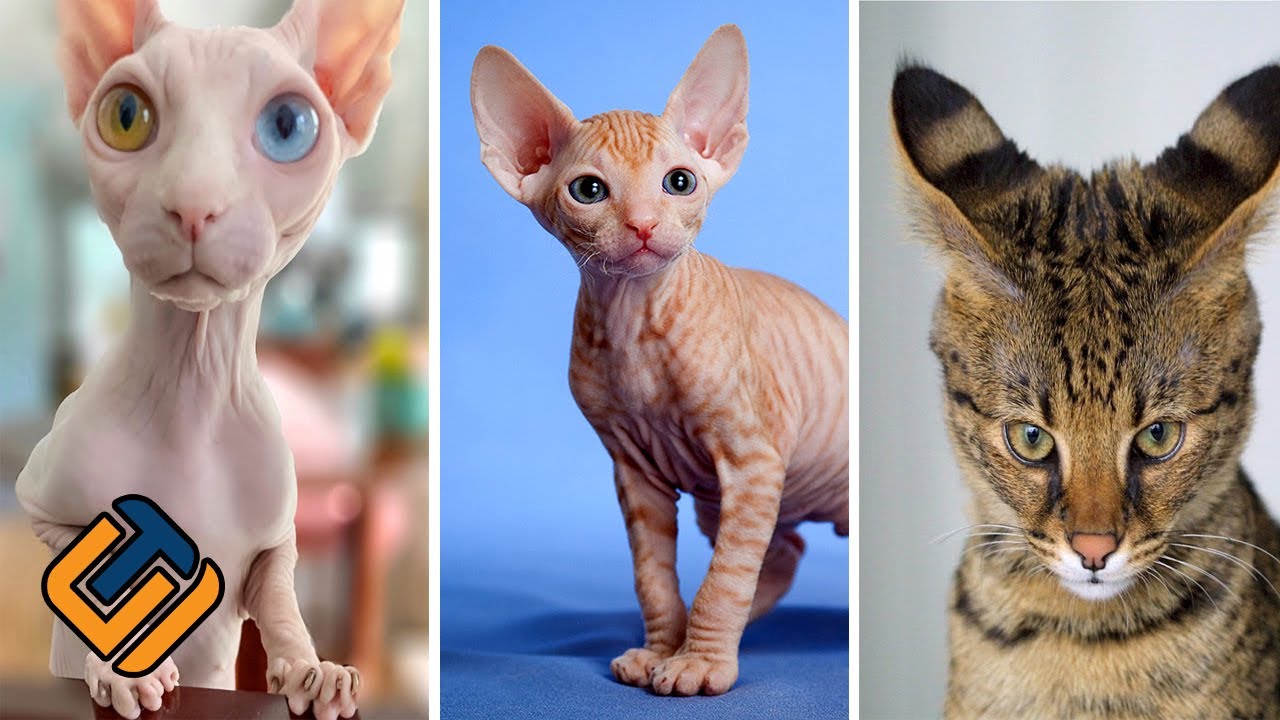 10 kucing termahal di dunia  YouTube