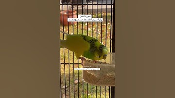 #سورة_الفلق #رقية_شرعية لفك عقدة #السحر و#الحسد #قرآن #طيور #البادجي #quran #birds #budgies #texas
