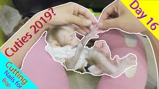 Monkey Baby Cutest you have ever seen 2019 | Day 16 Cutting nails for Bop