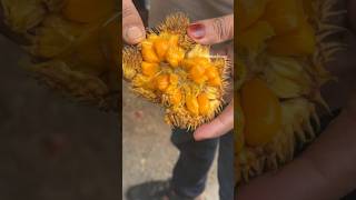 അയനി എന്നോട് കലിപ്പാണോ 😇 #wildjackfruit  #ayanichakka #shortvideo #shorts #cupcakeandcurry