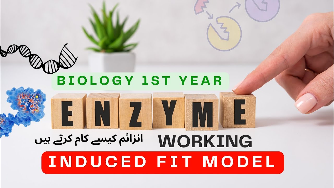 Enzyme Working, Induced fit model animation