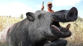 DEV AZILI YABAN DOMUZU AVI-6, GIANT MONSTER WILD BOAR HUNTING, HOG HUNTS, PIG, WILD LIFE, ANIMALS