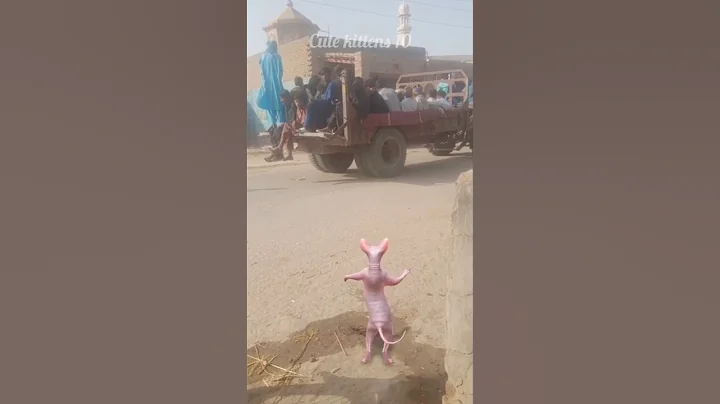 Watch the video about Sphinx cat 😺 funny cat videos 😝 dancing cat 🐈 #cat #funny #catlover #catvideos #cartoon #shorts