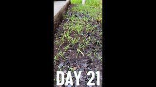 Scotts Ez Seed Day 21 - Centipede Gr