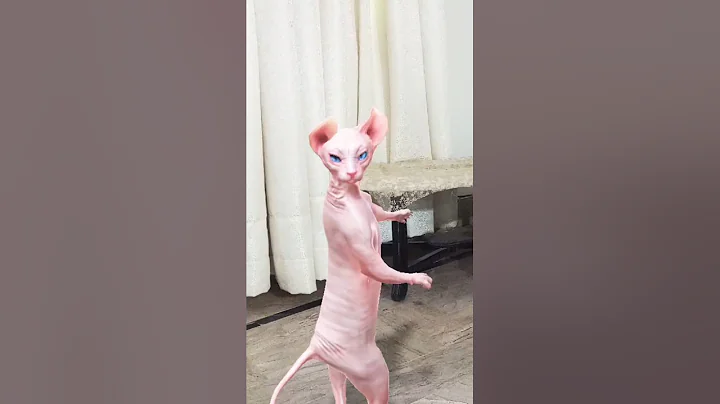 Video 11363111: sphynx cat cute dance, cat funny animals