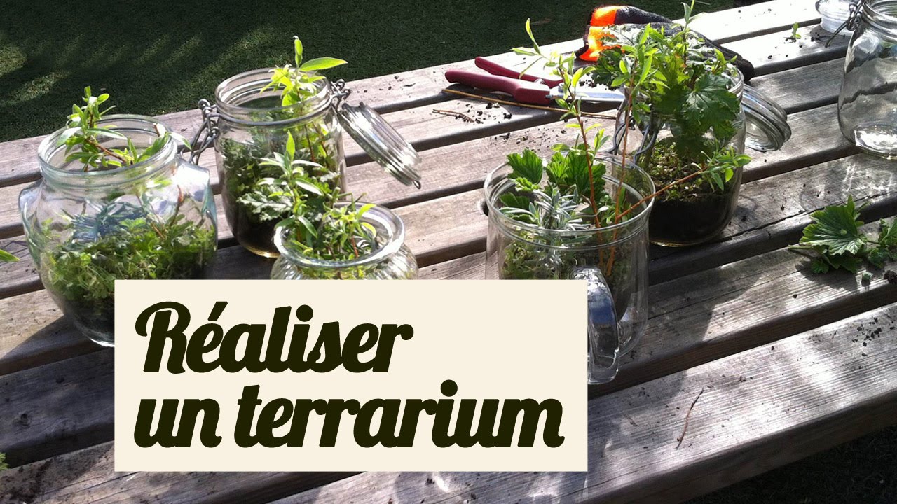 faire un terrarium faire un terrarium nos astuces pour de belles boutures faire un terrarium faire un terrarium nos astuces pour de belles boutures