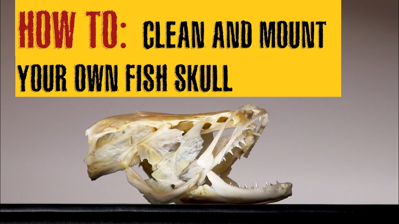 HOW TO CLEAN A FISH SKULL | Northern SNAKEHEAD fish skull - YouTube
