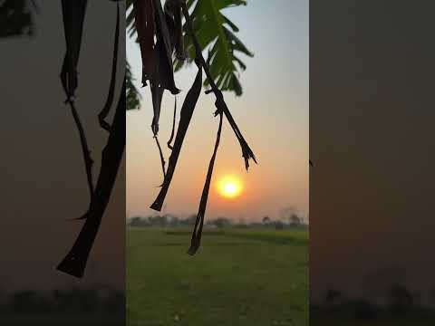 Village beautiful sunset 🌅 #shorts #sunset #villagelife #village sunset