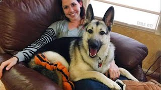 When a Dog's Love Saves Your Day 🐶 Most Loyal Dog Ever! by Ginger Cat 43,004 views 3 weeks ago 9 minutes, 56 seconds