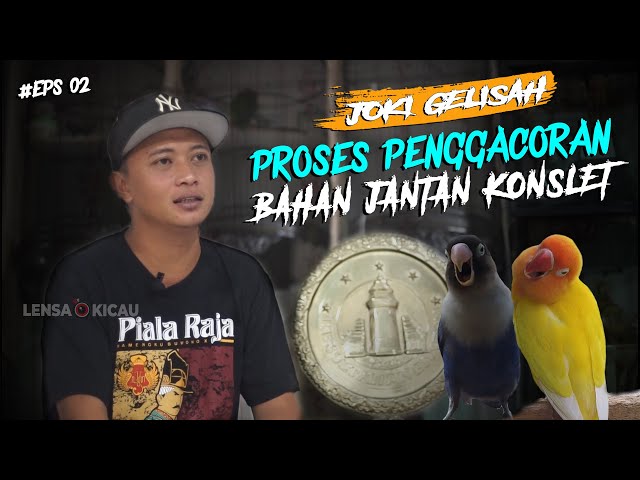 JOKI GELISAH #2 : TIPS PROSES PENGGACORAN LOVEBIRD JANTAN BAHAN KONSLET|| Jangan Asal - Asalan class=