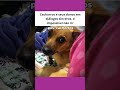 Cachorros e seus donos em diálogos sinceros, é impossível não rir