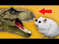 🦖DINO   Hamster Maze with Traps ☠️OBSTACLE COURSE jpg