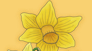 Daffodils Part 2
