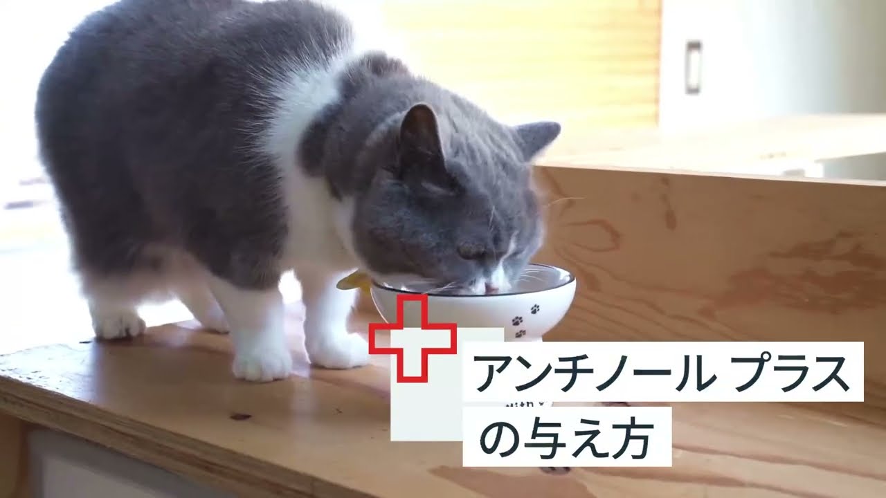 アンチノールのテレビCM、YouTube CMを放送中！ – ベッツペッツ公式サイト