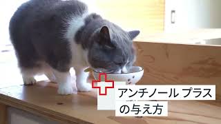 犬のサプリメント【アンチノール プラス】– ベッツペッツ公式サイト