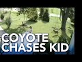 5-year-old girl escapes coyote in front yard of Illinois home