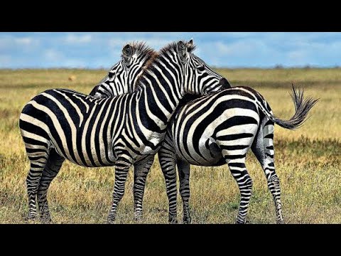 How Do Animals Do That? | Tamil HD | Part 5. - YouTube