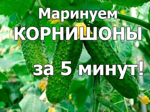 Как мариновать ОГУРЦЫ КОРНИШОНЫ ВКУСНО. ХРУСТЯЩИЕ ОГУРЦЫ. Быстрый рецепт огурцы в микроволновке