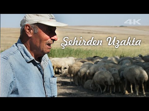 Şehirden Uzakta Bir Hayat | 20 Yıllık Çobanın Koyun Sevgisi | Belgesel