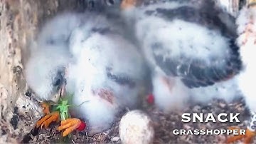 #78🦅Red-footed Falcon Nest❷／LIVE Red-footed Falcon Nest Cam #2 (Polgár, Hungary)
