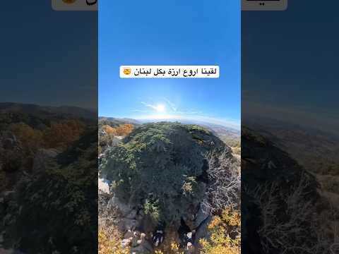 لقينا اروع ارزة بكل لبنان