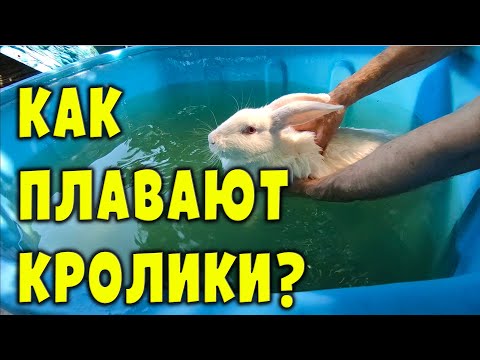 Как плавают кролики? Важные нюансы!
