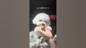 견생 6개월차 미모❤️ #비숑프리제 #애견영상