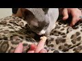 Hairless Sphynx cat angrily eats food and says 'Nom nom nom'