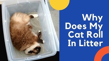 Why Does My Cat Roll In Litter And How to Stop It