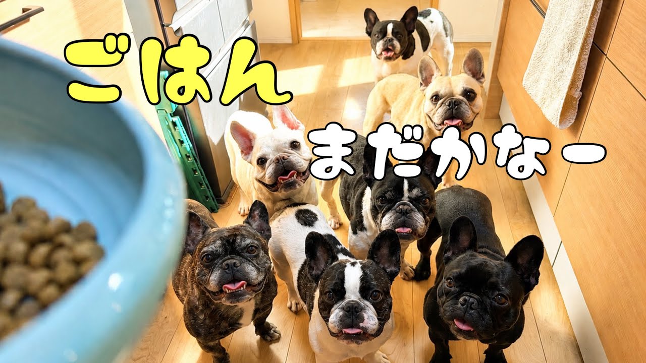 まばたき厳禁！7頭のフレンチブルドッグが史上最高の食べっぷりを魅せ