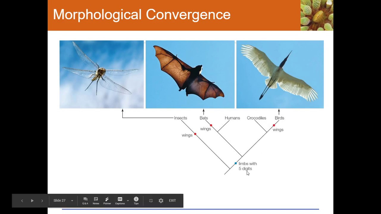 Advanced Biology Chapter 18: Form, Function and GenBank Assignment ...