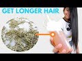 ROSEMARY WATER For Hair Growth | ➻ How To Use Rosemary For Hair Growth