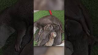 Mama Otter Asks For Help