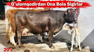 Yaxshi Sigir Olishni Istaysizmi 95 827 20 03 G'ulomqodirga Ona Bola Sigirlar Keldi