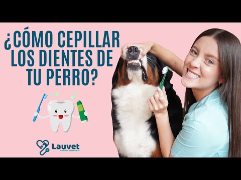 Video: 5 secretos para establecer una rutina exitosa de cepillado de dientes con tu perro